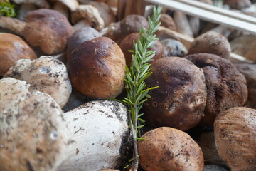 Mushroom Porcini, Boletus edulis.
Centro Agroalimentare di Roma
Market.
Mercati Generali Evolution.
Healthy
Rome
Italy