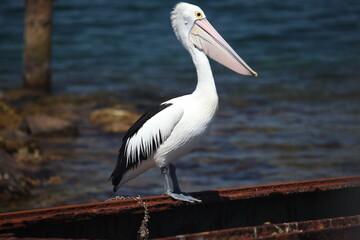 pelican on the pier