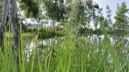 A warm morning at my village