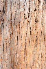 Fototapeta premium Tree trunk