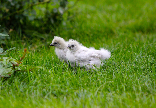 Chickens pose on the green grass in the open air. Small Chinese silk hens. Poultry on the street in natural conditions. Wildlife. Horizontal image. Copy of the space. Free space for text.