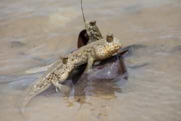 Yellow spotted mudskippers (Periophthalmus walailakae) in Borneo