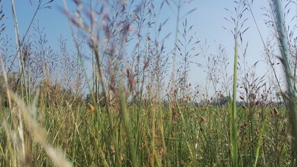 A warm morning at my village