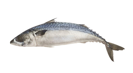 Mackerel fish or scomber isolated on white background