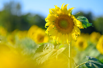 Sunflower field in Thailand.Sunflower blooming.