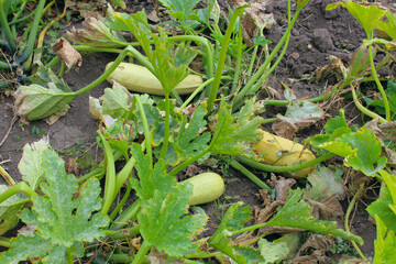 zucchini in the garden