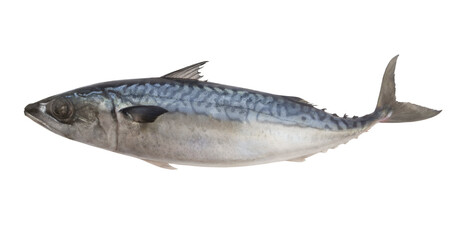 Raw mackerel fish or scomber isolated on white background