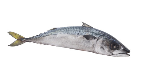 Fresh raw mackerel fish or scomber isolated on white background