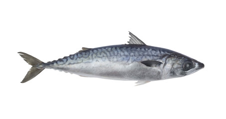 Fresh raw mackerel fish or scomber isolated on white background