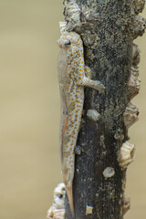 Yellow spotted mudskippers (Periophthalmus walailakae) in Borneo