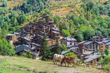 Os de Civís, Catalonia / Spain: Two cows grazing with the village in the background