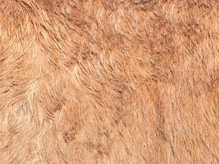 Light brown horse fur in the morning light.