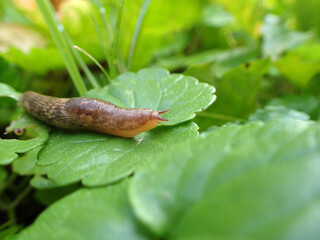 Une limace sur une feuille