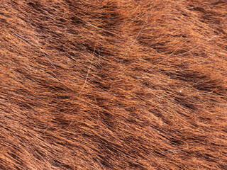 The natural look of halfling horse spring fur.