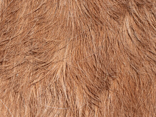 Close-up of horse fur on the side of an adult animal. Brushed coat.