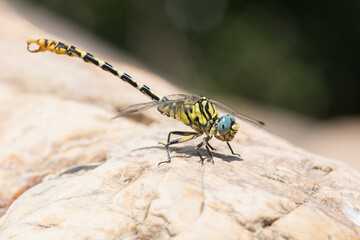 Yellow and blue dragonfly resting on a rock in a river of Spain