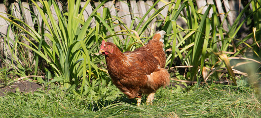 A beautiful live chicken in a picturesque village yard. Agriculture concept.