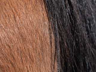 Detailed blsck horse tail. Rear of mare, with close-up of braid on the long dark  tail