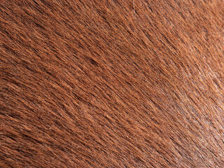 Reflection on the horse leather. Light brown