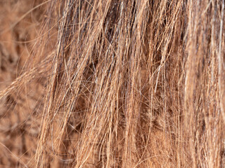 Close up to light brown horse tail, back view to horse back. Long strong ioly fibers of horsehair or horse tail.