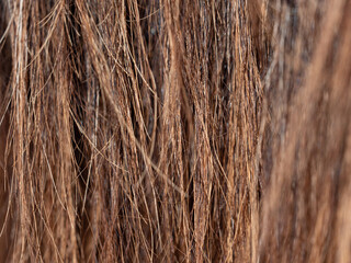 Brown horse tail hair detail. Strong fibers