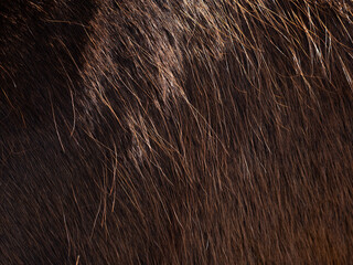 Shoulders and ribs of an adult and well-kept horse.