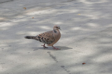 a spotted dove walking on the ground 