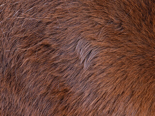 Focus to hairs direction in the horse fur.