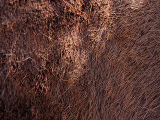 Brown  horse spring skin after brushing. Shining light short summer fur.