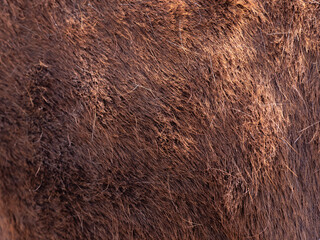Brown coat on the shoulders and ribs of  horse