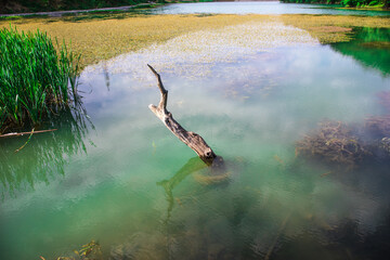 Dead tree branch in the lake and its reflection with cloudy sky on water.