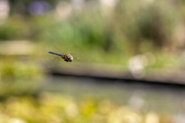 The blue dasher (Pachydiplax longipennis) dragonfly