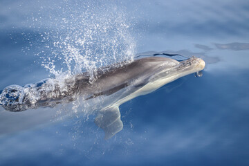 Bottlenose dolphin (Tursiops truncatus). Picture taken during a whalewatching trip in the south of...