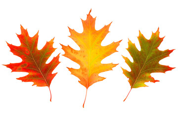 Bright autumn oak leaves on white isolated background