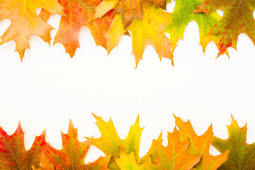 Autumn background frame with bright autumn oak leaves on white wood background, copy space