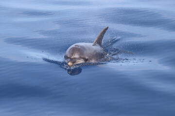Bottlenose dolphin (Tursiops truncatus). Picture taken during a whalewatching trip in the south of Tenerife, Spain © Gema