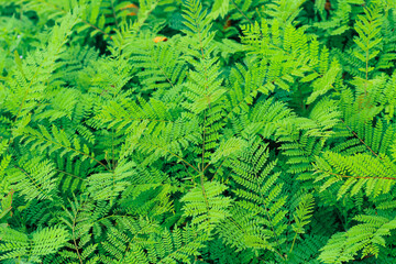 Green leaves pattern background, Natural background and wallpaper.