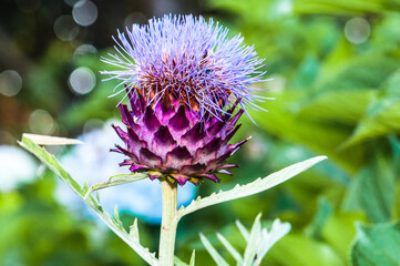 flower01