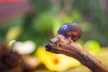Large snail on a tree branch. Burgudian, grape or Roman edible snail from the Helicidae family. Air-breathing gastropods.