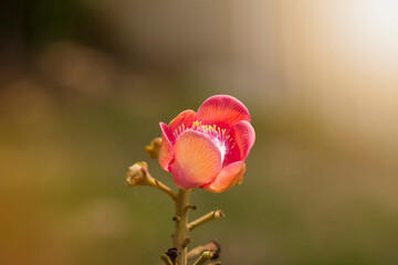 A Blooming Sala flower or Cannonball flower, this flower's scientific name is couroupita guianensis flower of religion