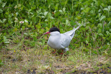 Arctic tern (Sterna paradisaea) standing on the grass in Iceland during the summer