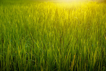 Jasmine rice field in the beautiful sunset 3