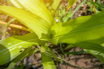 organic corn plant with sun light in the cultivate garden from the top view