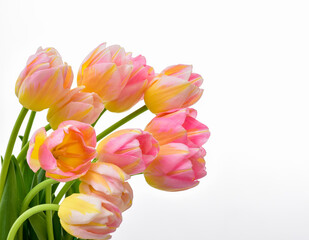 Spring Tulip Flowers over white. Tulips bunch. Pink tulips.