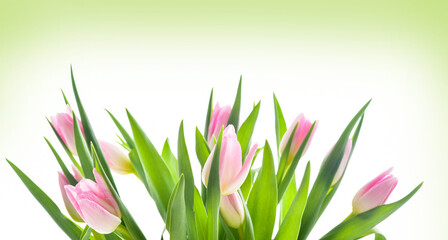 Obraz na płótnie Canvas Spring Tulip Flowers over white. Tulips bunch. Pink tulips.