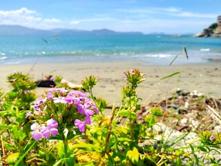 浜辺の花