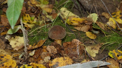 mushrooms on the tree