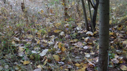 mushrooms in the forest