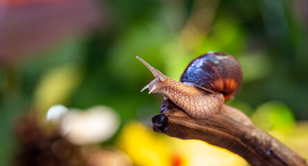 Large snail on a tree branch. Burgudian, grape or Roman edible snail from the Helicidae family. Air-breathing gastropods.