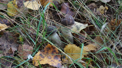 autumn leaves in the grass